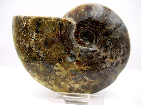 General Cretaceous Age Cleoniceras Whole Ammonite Fossils From Madagascar For Sale #89