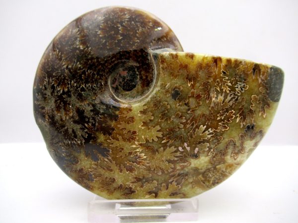 General Cretaceous Age Cleoniceras Whole Ammonite Fossils From Madagascar For Sale #89a