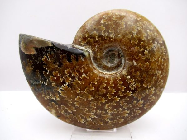 General Cretaceous Age Cleoniceras Whole Ammonite Fossils From Madagascar For Sale #90a