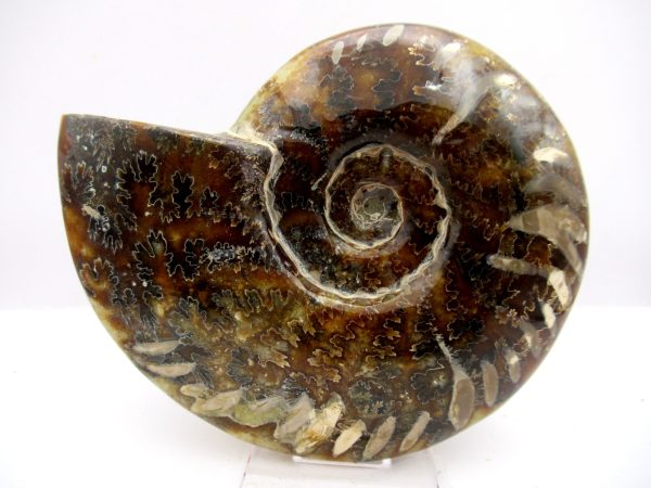 General Cretaceous Age Cleoniceras Whole Ammonite Fossils From Madagascar For Sale #91