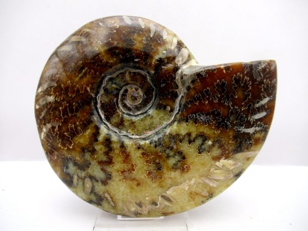 General Cretaceous Age Cleoniceras Whole Ammonite Fossils From Madagascar For Sale #91a