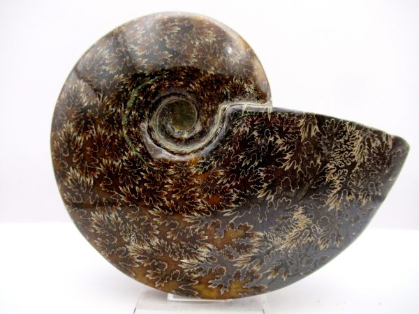 General Cretaceous Age Cleoniceras Whole Ammonite Fossils From Madagascar For Sale #92a