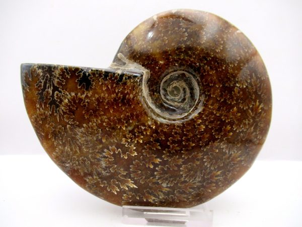 General Cretaceous Age Cleoniceras Whole Ammonite Fossils From Madagascar For Sale #93