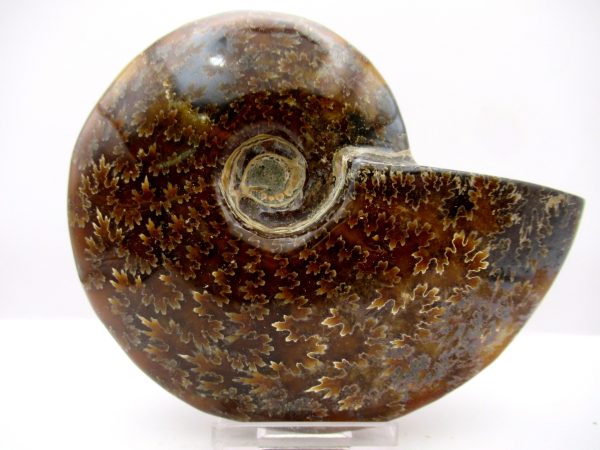 General Cretaceous Age Cleoniceras Whole Ammonite Fossils From Madagascar For Sale #93a