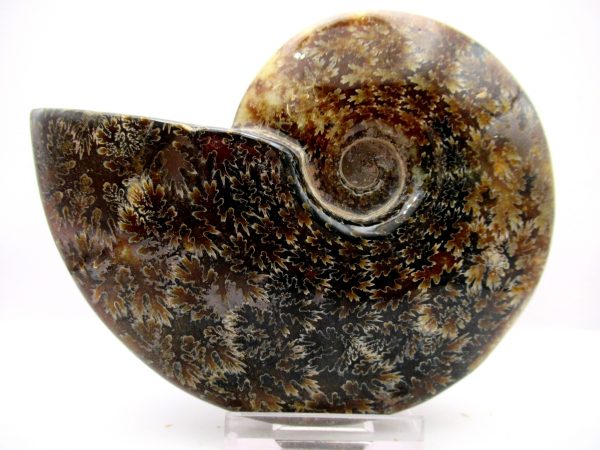 General Cretaceous Age Cleoniceras Whole Ammonite Fossils From Madagascar For Sale #94