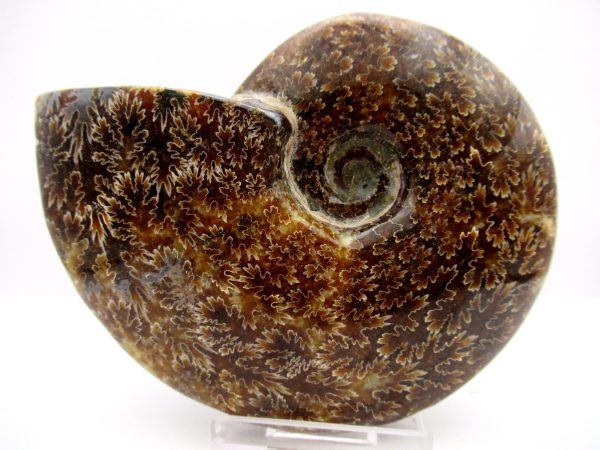 General Cretaceous Age Cleoniceras Whole Ammonite Fossils From Madagascar For Sale #95