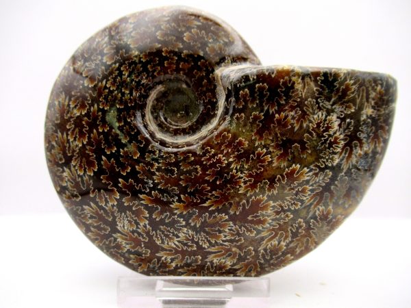 General Cretaceous Age Cleoniceras Whole Ammonite Fossils From Madagascar For Sale #95a