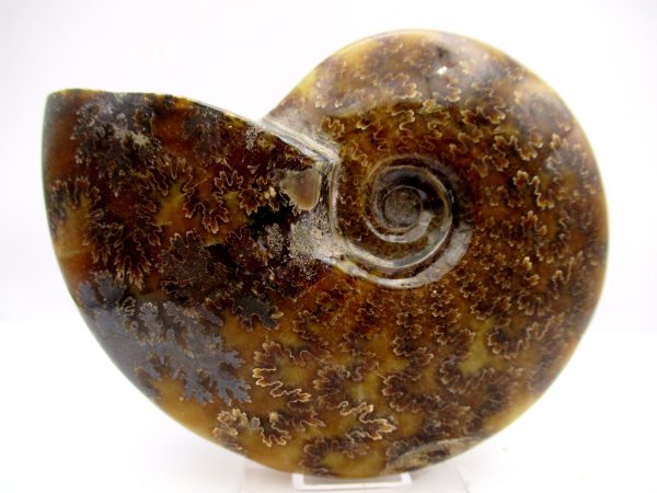 General Cretaceous Age Cleoniceras Whole Ammonite Fossils From Madagascar For Sale #96