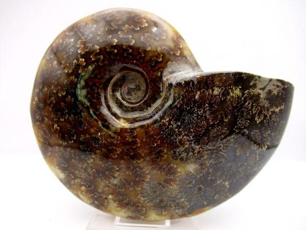 General Cretaceous Age Cleoniceras Whole Ammonite Fossils From Madagascar For Sale #96a