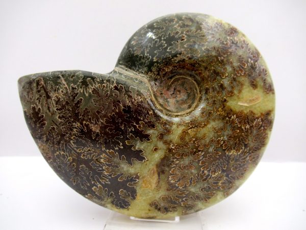 General Cretaceous Age Cleoniceras Whole Ammonite Fossils From Madagascar For Sale #97