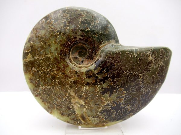 General Cretaceous Age Cleoniceras Whole Ammonite Fossils From Madagascar For Sale #97a