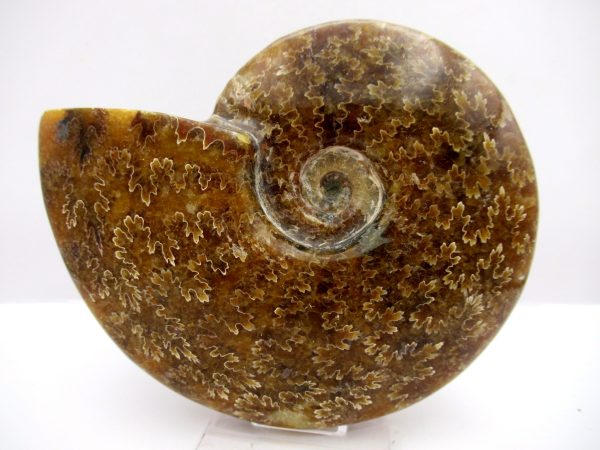 General Cretaceous Age Cleoniceras Whole Ammonite Fossils From Madagascar For Sale #98