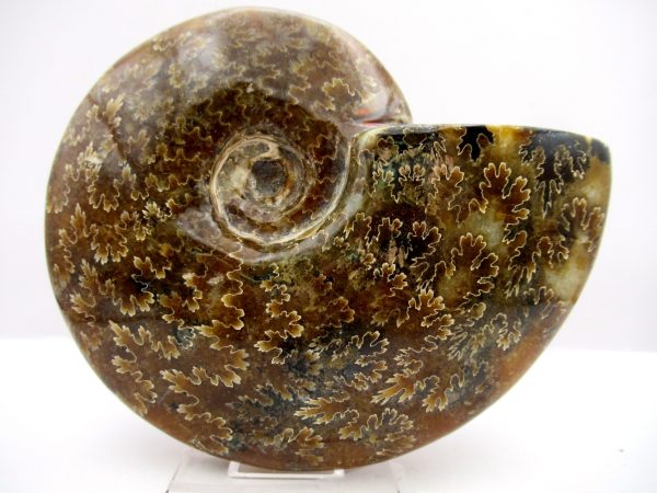 General Cretaceous Age Cleoniceras Whole Ammonite Fossils From Madagascar For Sale #98a