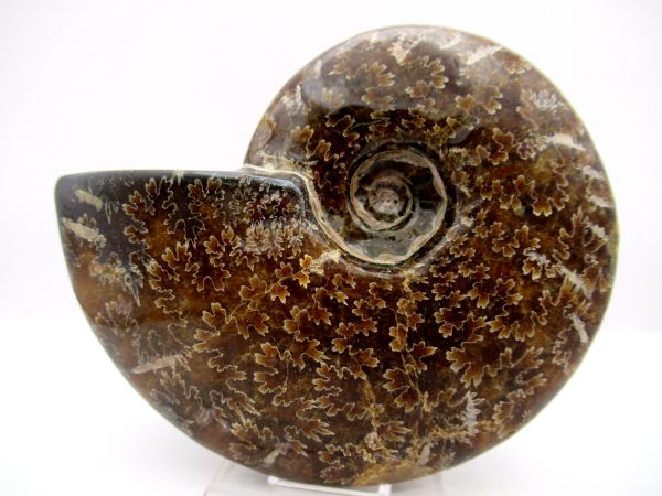 General Cretaceous Age Cleoniceras Whole Ammonite Fossils From Madagascar For Sale #99