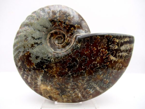 General Cretaceous Age Cleoniceras Whole Ammonite Fossils From Madagascar For Sale #99a