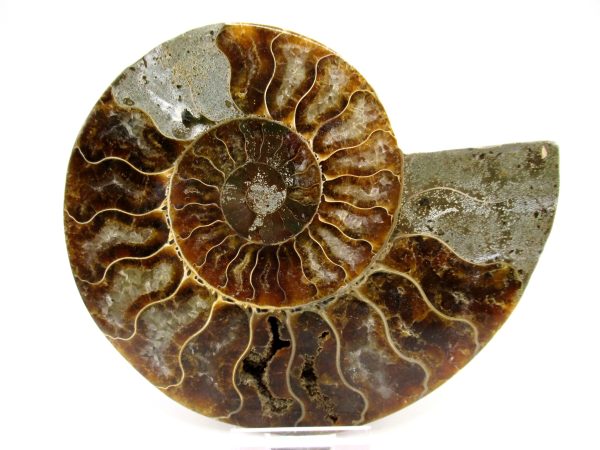 General Cretaceous Age Cleoniceras XL Pair Fossils From Madagascar For Sale #5