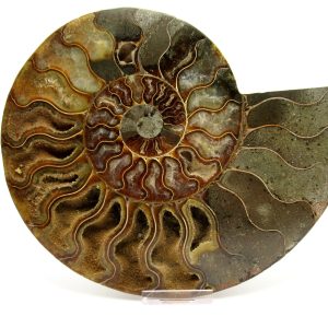 General Cretaceous Age Cleoniceras XXL Ammonite Fossil From Madagascar For Sale #1