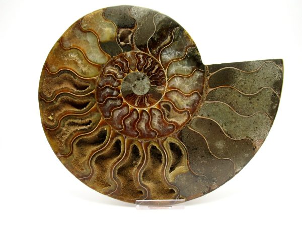 General Cretaceous Age Cleoniceras XXL Ammonite Fossil From Madagascar For Sale #1