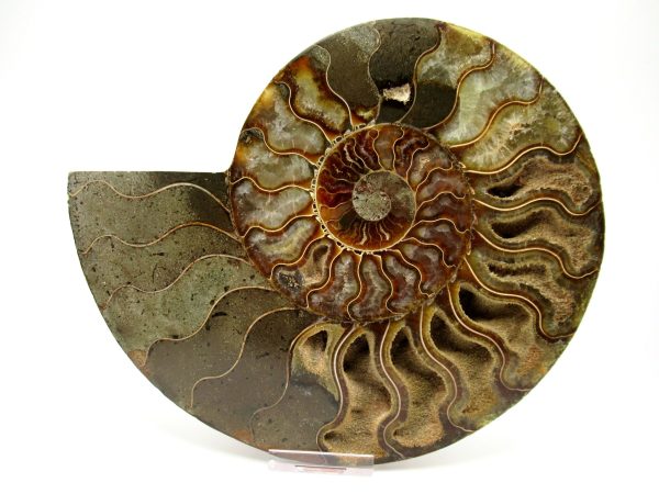 General Cretaceous Age Cleoniceras XXL Ammonite Fossil From Madagascar For Sale #1b