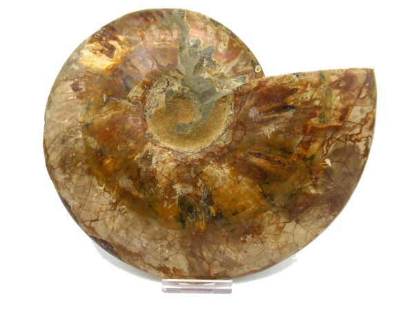 General Cretaceous Age Cleoniceras XXL Ammonite Fossil From Madagascar For Sale #1c