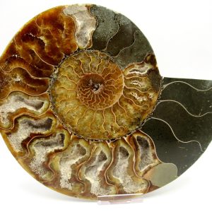 General Cretaceous Age Cleoniceras XXL Ammonite Fossil From Madagascar For Sale #2