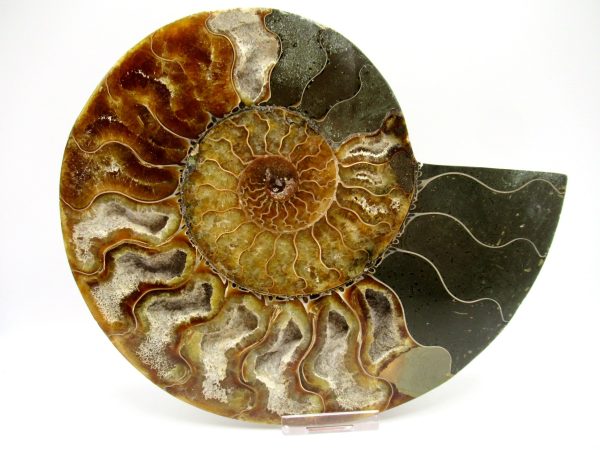 General Cretaceous Age Cleoniceras XXL Ammonite Fossil From Madagascar For Sale #2