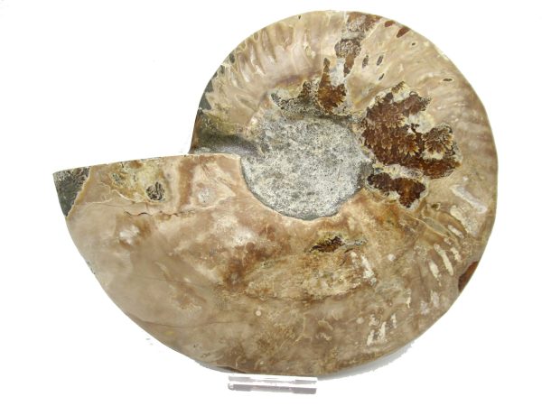 General Cretaceous Age Cleoniceras XXL Ammonite Fossil From Madagascar For Sale #2a