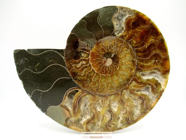 General Cretaceous Age Cleoniceras XXL Ammonite Fossil From Madagascar For Sale #2b