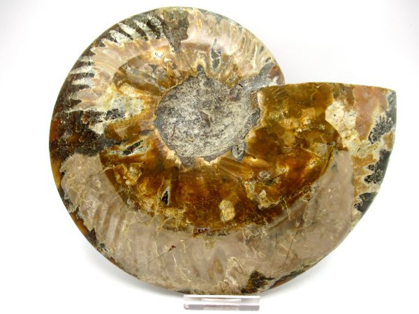 General Cretaceous Age Cleoniceras XXL Ammonite Fossil From Madagascar For Sale #2c