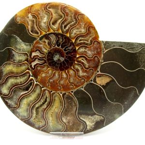 General Cretaceous Age Cleoniceras XXL Ammonite Fossil From Madagascar For Sale #3