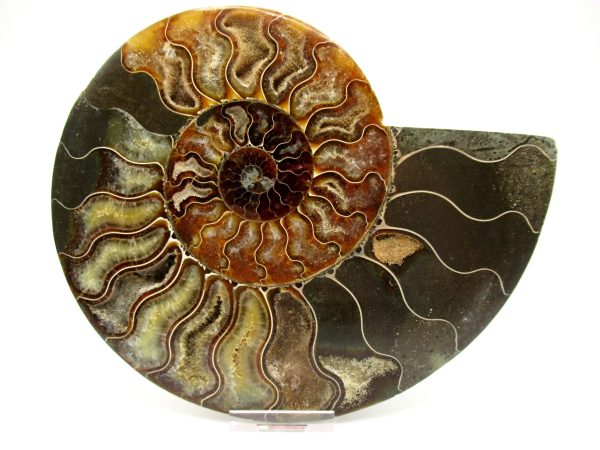 General Cretaceous Age Cleoniceras XXL Ammonite Fossil From Madagascar For Sale #3