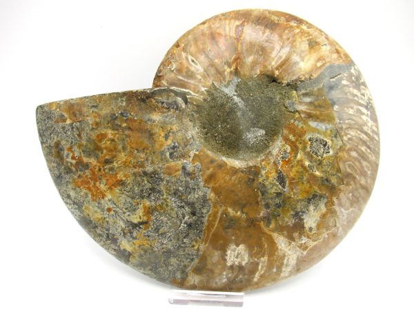 General Cretaceous Age Cleoniceras XXL Ammonite Fossil From Madagascar For Sale #3a