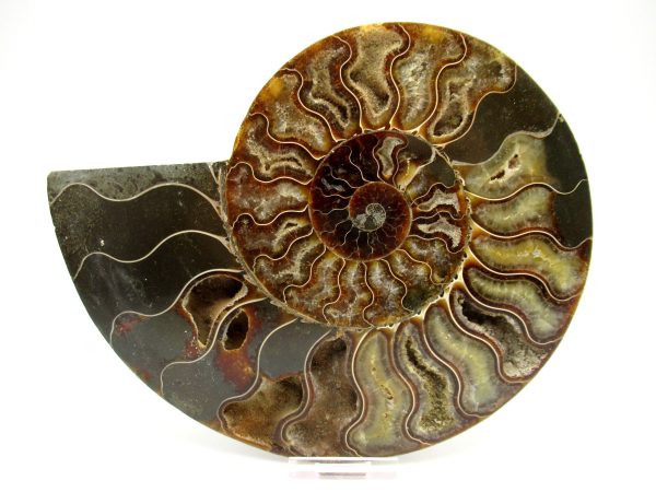 General Cretaceous Age Cleoniceras XXL Ammonite Fossil From Madagascar For Sale #3b