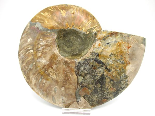 General Cretaceous Age Cleoniceras XXL Ammonite Fossil From Madagascar For Sale #3c