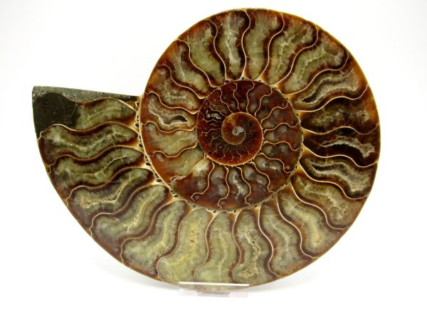 General Cretaceous Age Cleoniceras XXL Ammonite Fossil From Madagascar For Sale #4