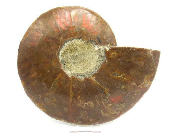 General Cretaceous Age Cleoniceras XXL Ammonite Fossil From Madagascar For Sale #4a