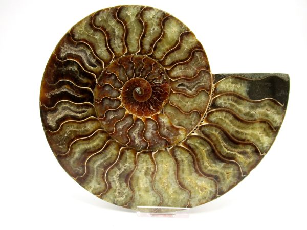 General Cretaceous Age Cleoniceras XXL Ammonite Fossil From Madagascar For Sale #4b