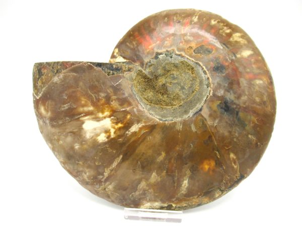 General Cretaceous Age Cleoniceras XXL Ammonite Fossil From Madagascar For Sale #4c