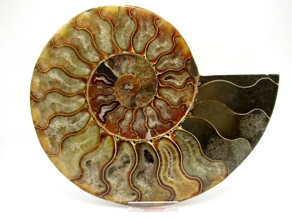 General Cretaceous Age Cleoniceras XXL Ammonite Fossil From Madagascar For Sale #5