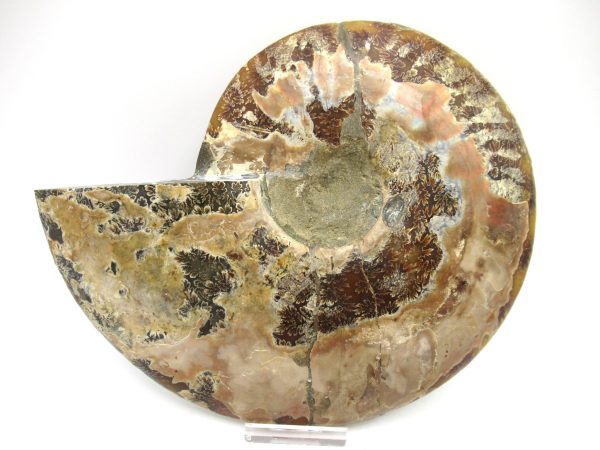 General Cretaceous Age Cleoniceras XXL Ammonite Fossil From Madagascar For Sale #5a