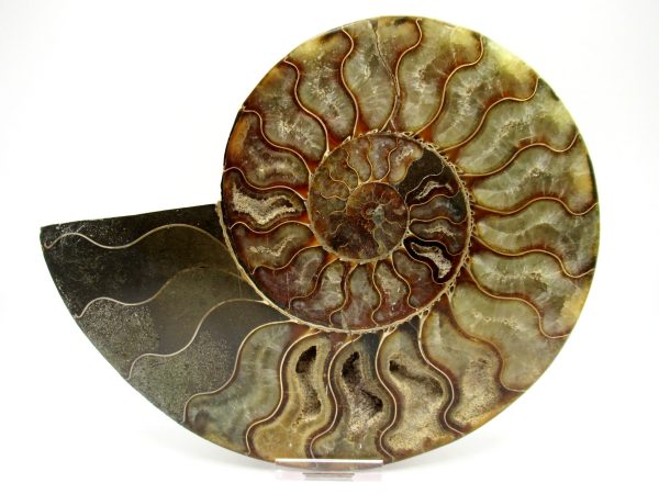 General Cretaceous Age Cleoniceras XXL Ammonite Fossil From Madagascar For Sale #5b