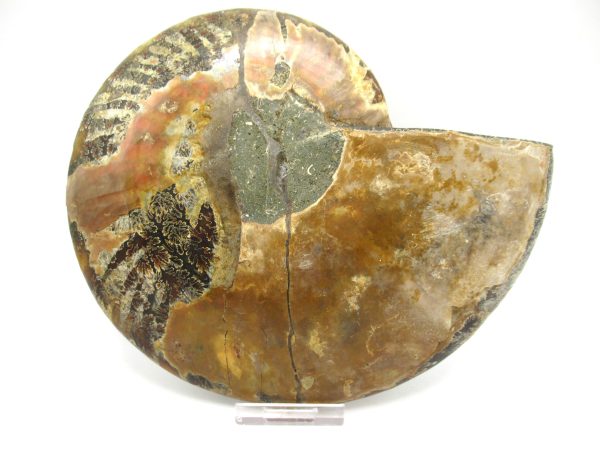 General Cretaceous Age Cleoniceras XXL Ammonite Fossil From Madagascar For Sale #5c