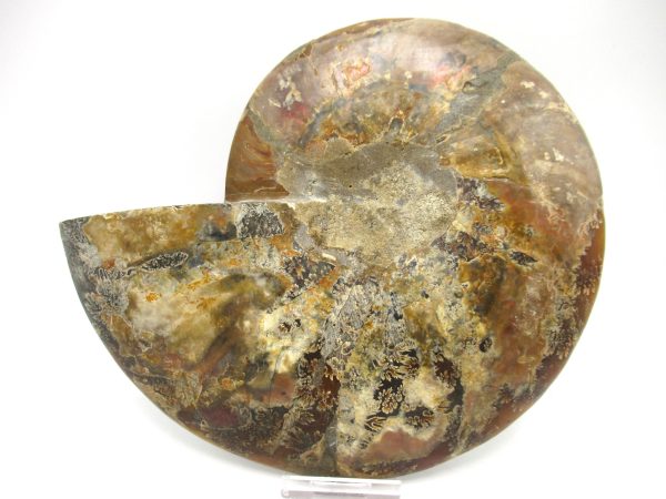 General Cretaceous Age Cleoniceras XXL Ammonite Fossil From Madagascar For Sale #6a