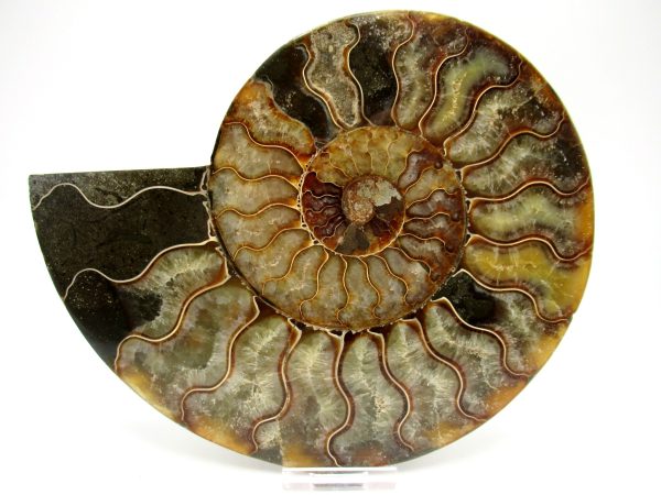 General Cretaceous Age Cleoniceras XXL Ammonite Fossil From Madagascar For Sale #6b