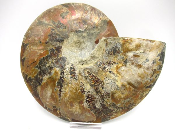 General Cretaceous Age Cleoniceras XXL Ammonite Fossil From Madagascar For Sale #6c