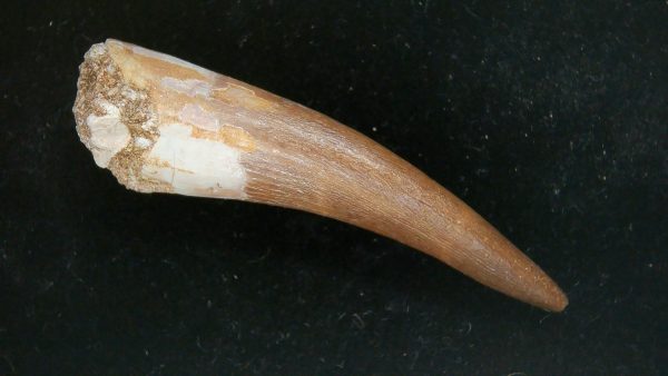 Genuine Cretaceous Age Plesiosaur Tooth Fossil for Sale from Morocco #28