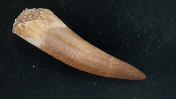 Genuine Cretaceous Age Plesiosaur Tooth Fossil for Sale from Morocco #28a