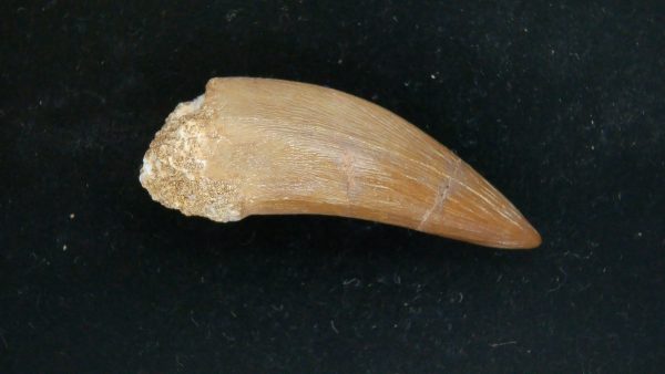 Genuine Cretaceous Age Plesiosaur Tooth Fossil for Sale from Morocco #30