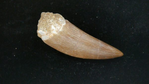 Genuine Cretaceous Age Plesiosaur Tooth Fossil for Sale from Morocco #30a