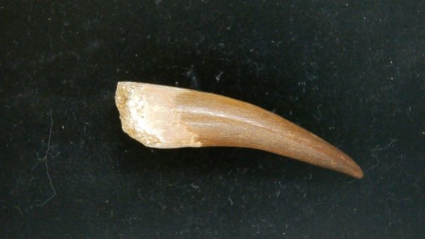 Genuine Cretaceous Age Plesiosaur Tooth Fossil for Sale from Morocco #36